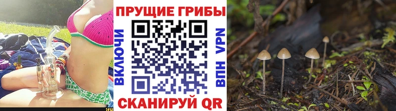 где продают   Курчалой  Псилоцибиновые грибы мухоморы 